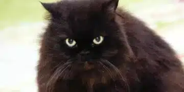 Как да направите коледно дърво недостъпно за котка: доказани методи 2