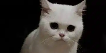 Защо котката подскача при вида на краставица: този експеримент не си струва да се повтаря 6