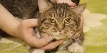 Какво означава, ако котка спи в леглото със собственика си: причини за които едва ли знаете 14