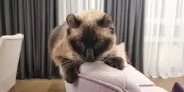Защо котката докосва водата с лапата си: тайните на котешкото любопитство 13