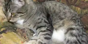 Списък от 5 неща, които никога не трябва да правите на котката си 2