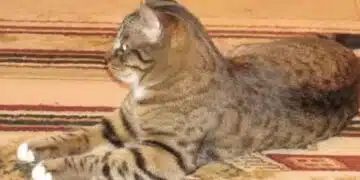 Какво не трябва да правят собствениците на домашни котки 2