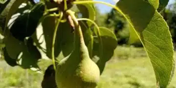 Защо крушовото дърво загива: Разберете сами! 2
