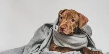 Вашите домашни любимци нямат нужда от това: неща, които специалистите НЕ съветват да купувате в магазин за домашни любимци 8