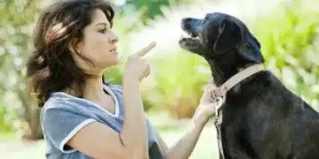 Защо кучетата слушат жените повече от мъжете? 6