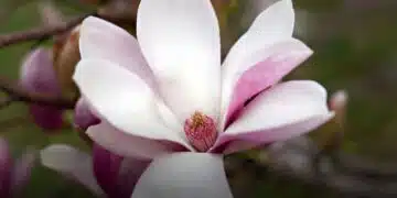 Баба ми каза как да зазимявам магнолията и вече не се тревожа за нея 1