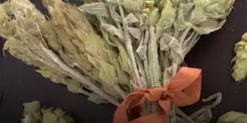 Добавете тази съставка към мурсалския чай и той ще бъде още по-ефикасен при кашлица 13