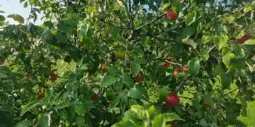 Защо да окачите пластмасови бутилки с вода или пясък на ябълково дърво: интересен селски трик 3