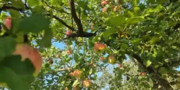 Защо да заровите камък под ябълково дърво: резултатът ще ви изненада приятно - този трик е измислен преди 70 години 4
