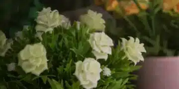 Какви стайни растения трябва да имате в спалнята? 14