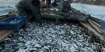 Добри новини за родните рибари 1