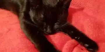 Защо котките хвърлят неща от маси и нощни шкафчета: не става въпрос за хулиганство 8