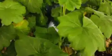 Какво трябва да се направи, за да цъфти здравец през зимата: тайните на буйния цъфтеж през студения сезон 7