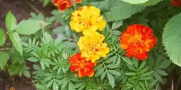 Тайната на постоянния цъфтеж на цветята през пролетта и лятото е разкрита: ето какво да правите всяка есен 10