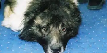 Това не трябва да се пренебрегва. 5 признака на депресия при вашето куче 10
