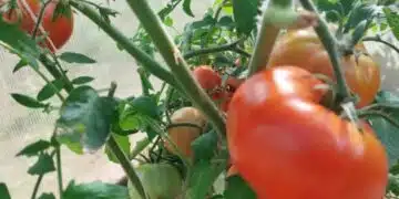 Защо доматите се напукват: 3 често срещани грешки на градинарите 6