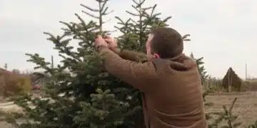 Ето с колко олекваме за елха тази година 2