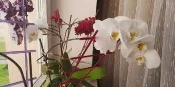 7 грешки, които градинарите правят при поливане на стайни растения: някои водят до гибелта на цветята 14