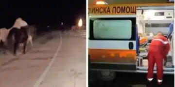 Бруталната истина зад трагичния инцидент с 18 годишната Ади в Кюстендилско и 5-те коня 13