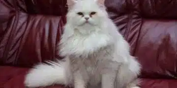 4 начина да спрете котка да скача там, където не трябва: прости методи 9