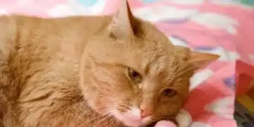 Има 3 команди, които всяка котка може да научи: нищо сложно 3