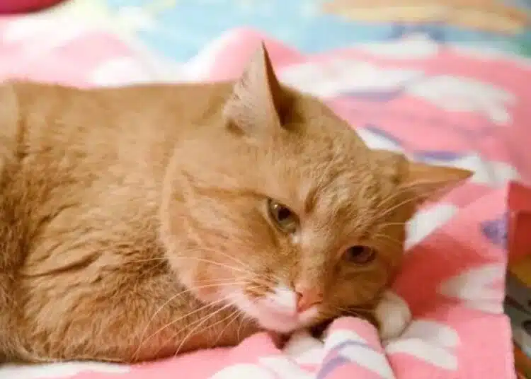 Има 3 команди, които всяка котка може да научи: нищо сложно 1