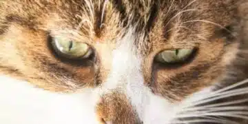 Как да изберем котешка храна: основни препоръки 8
