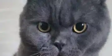 3 критични грешки, които ще накарат котката да спре да уважава собственика си 9