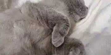 Защо котките спят в краката на човек: какво означава това? 2