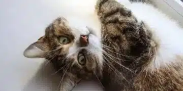 Защо ушите на моята котка потрепват: има ли причина за безпокойство? 3