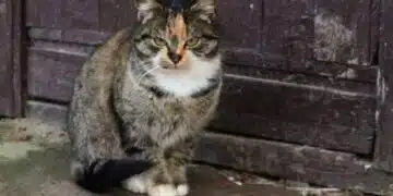 Породи дълголетни котки са наречени: те ще надживеят всички 5