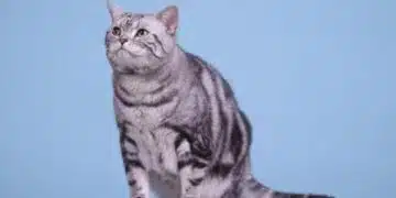 Смели и приятелски настроени: 3 породи котки, които лесно се разбират с кучета 4