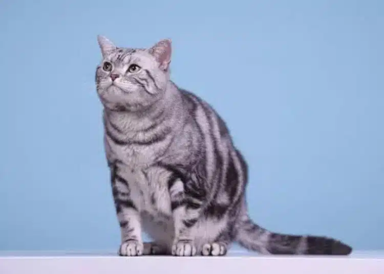 Смели и приятелски настроени: 3 породи котки, които лесно се разбират с кучета 1 Смели и приятелски настроени: 3 породи котки, които лесно се разбират с кучета 1