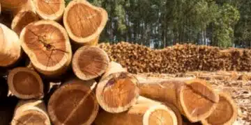У нас огромна криза свързана с пазара на дърва 14