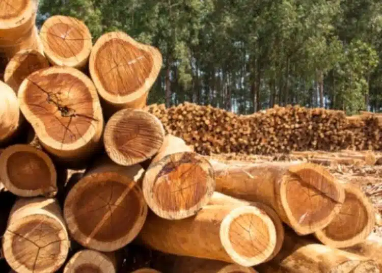 У нас огромна криза свързана с пазара на дърва 1