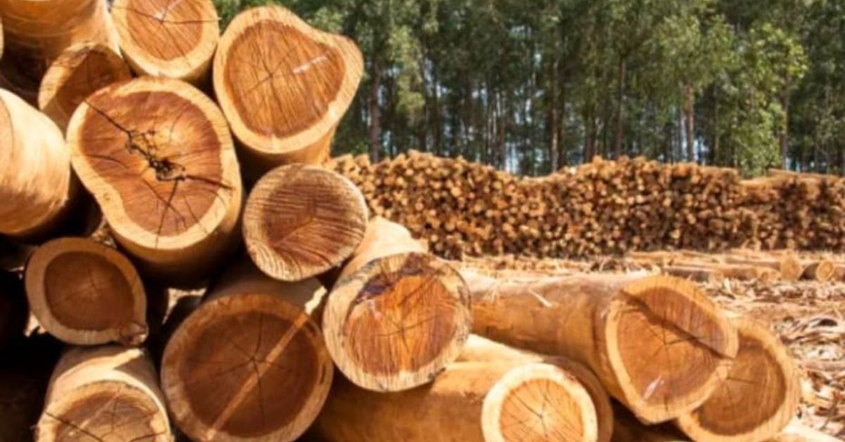 У нас огромна криза свързана с пазара на дърва Дървени трупи, натрупани на склад пред гора от дървета