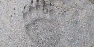 Любители на природата намериха следи от мечка около Самоков 5