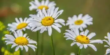 7 растения, от които листните въшки се страхуват като от огън: не забравяйте да ги засадите във вашата дача 4