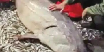 Екземпляр с дължина 2,55 м и тегло от около 160 кг хванаха рибари в Черно море 1