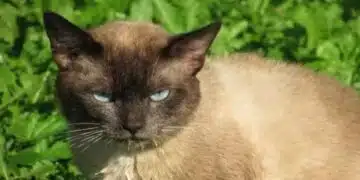Кои котки се смятат за най-мили и привързани: конкретни породи 2