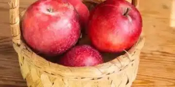 Защо една ябълка вечер е лоша за вас, но полезна сутрин: Как времето на хранене променя свойствата им 2