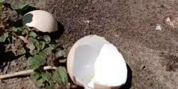 Кои растения обичат тор с яйчени черупки: Запомнете този кратък списък 6