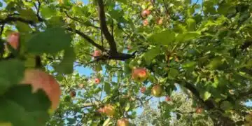 Какво да засадите близо до ябълково дърво, за да получите добра реколта: 3 интересни варианта 11