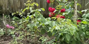 Какво да засадите до розите, за да ги предпазите от опасни насекоми: 3 най-добри варианта 4