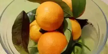 Изброени храни, които преодоляват стреса 11