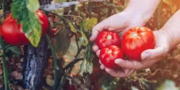 Няколко правила, които всеки трябва да спазва когато засажда разсад от доматите през януари и февруари 10