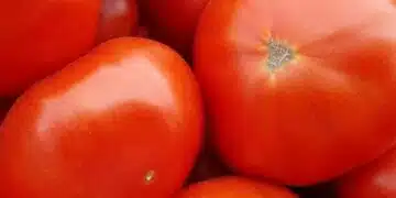 Червени или жълти: кои домати са по-здравословни? 7