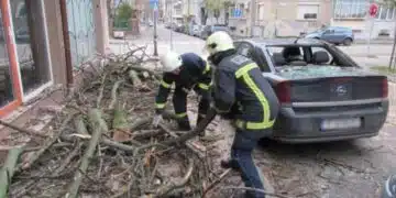 Осъдиха Столична община да заплати сумата от 40 хиляди лева за паднало върху дете дърво в центъра на града 2