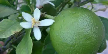 6 екзотични плода, които лесно могат да се отглеждат в оранжерия 5