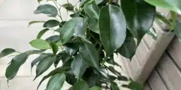 Как да върнете ярко зеления цвят на пожълтелия фикус: много е просто 2